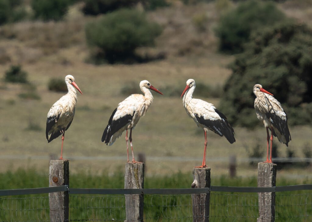 Familia en la dehesa