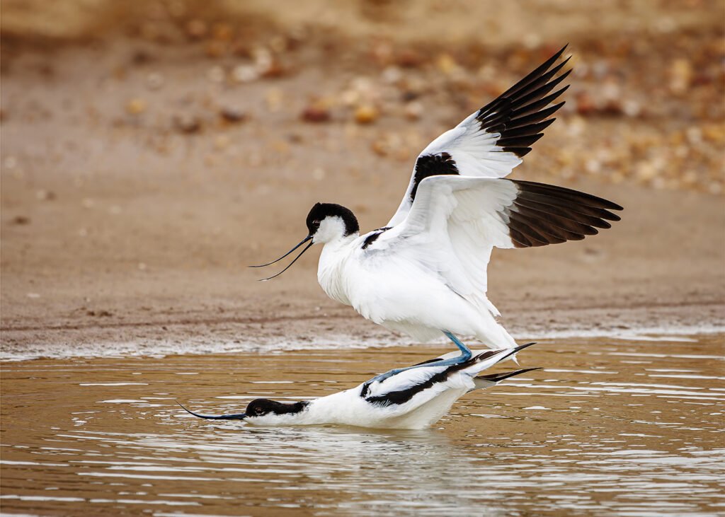 Doñana