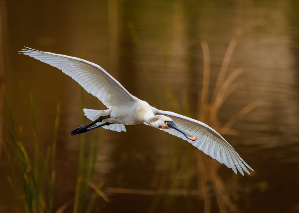 Doñana