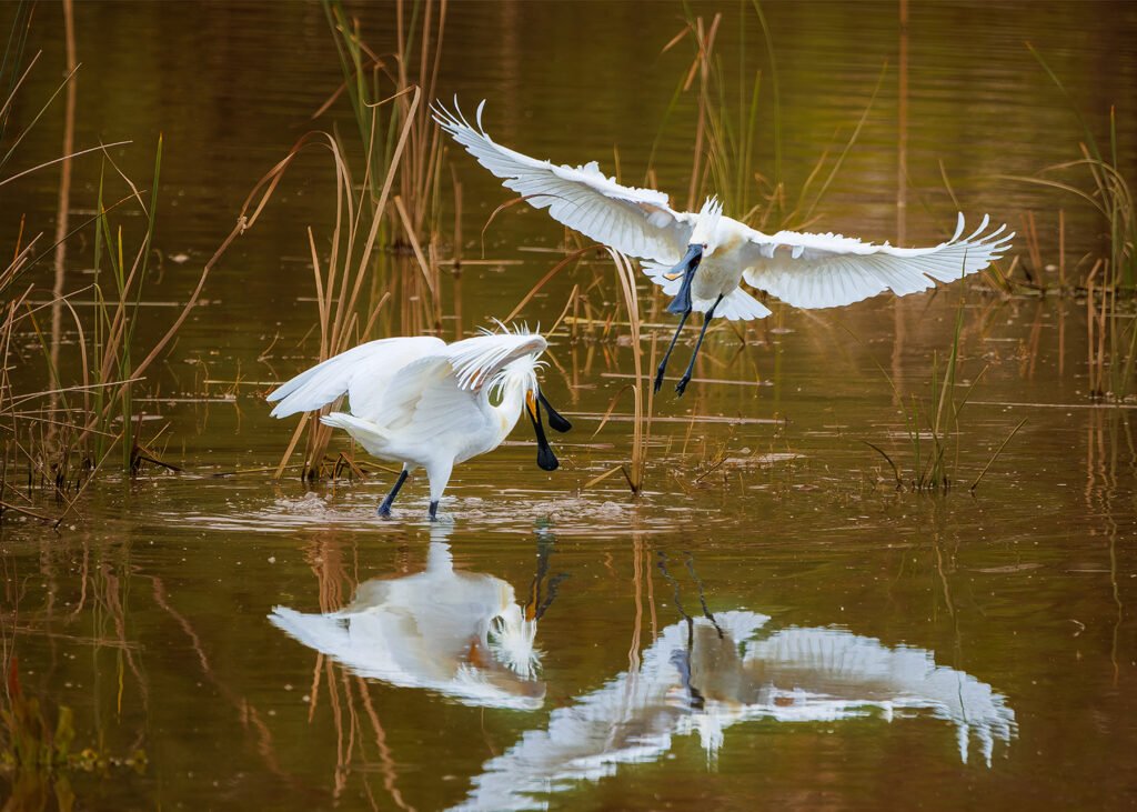 Doñana