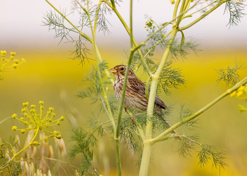 Doñana