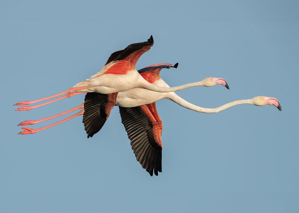 Flamencos en vuelo