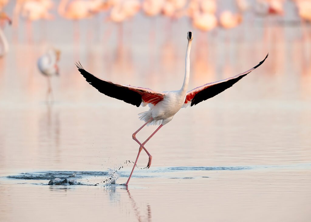 Flamingo dancing