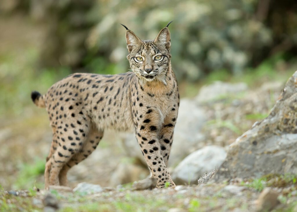 Lince Ibérico