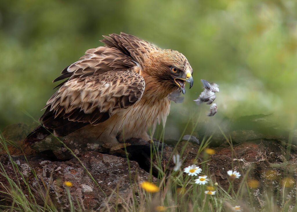 Águila Calzada entre flores