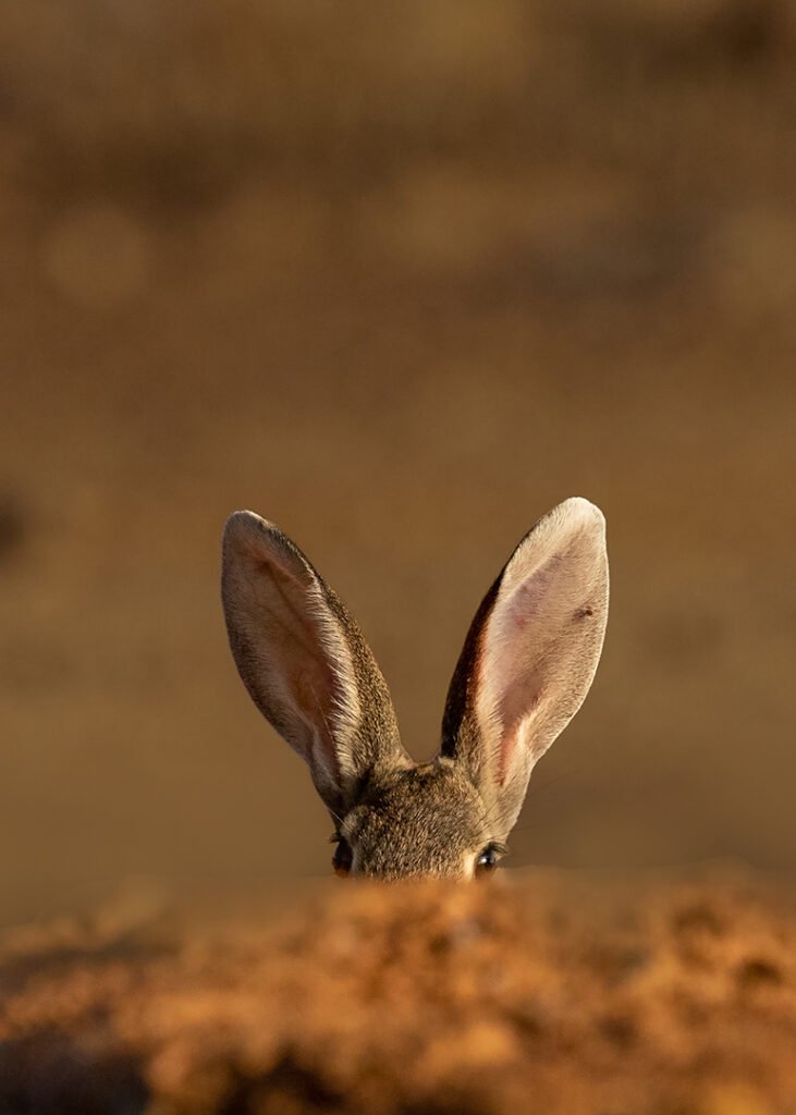 Conejo