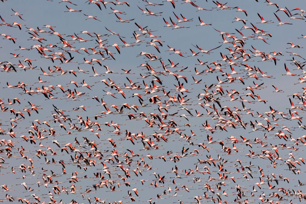 Flamencos en el cielo