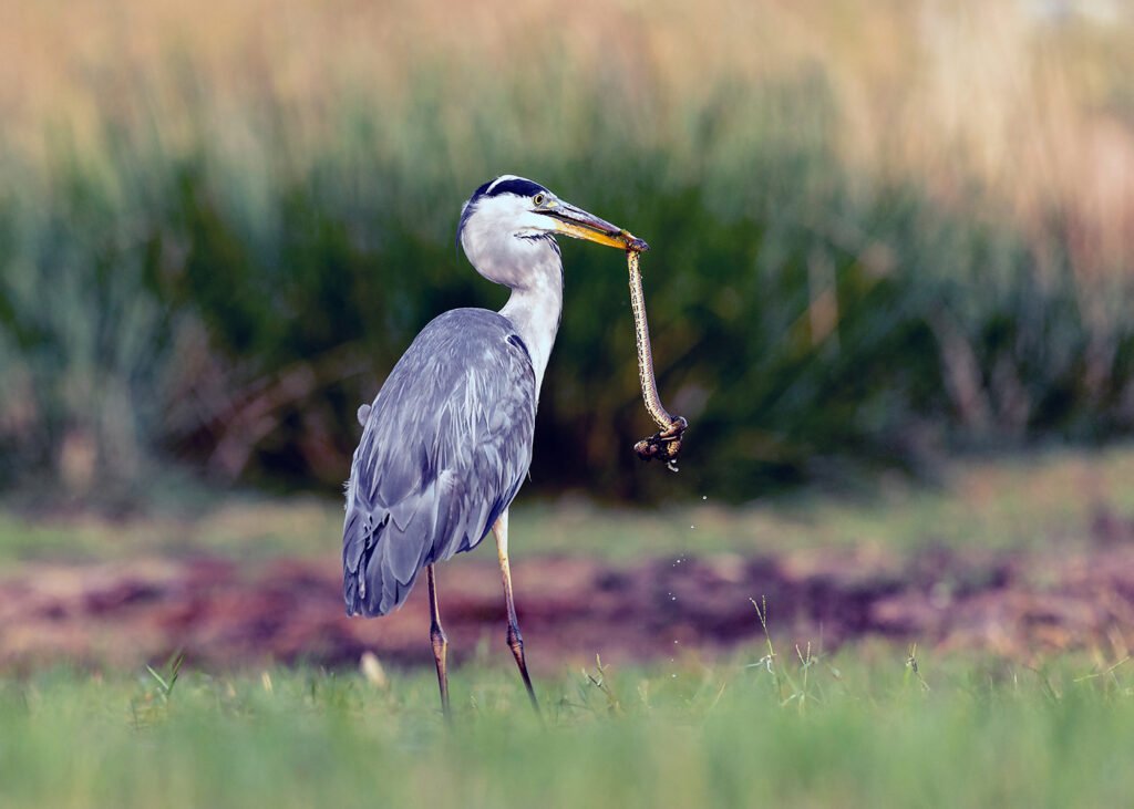 Garza con serpiente