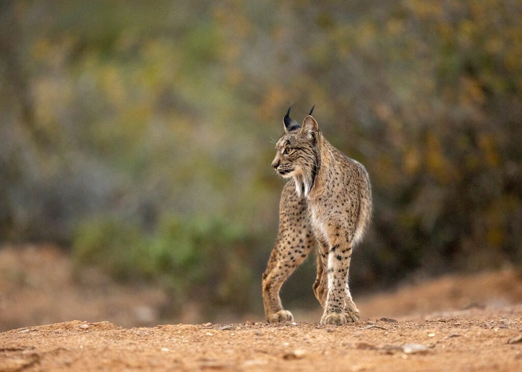 Lince