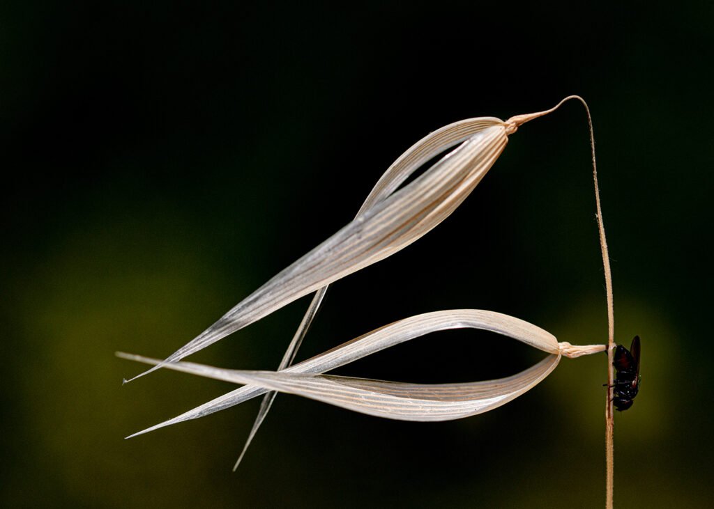 Avena barbata.  Plantas vasculares de Andalucía