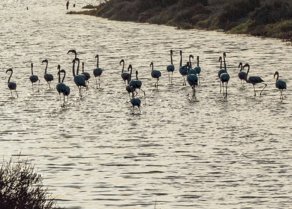 Flamencos