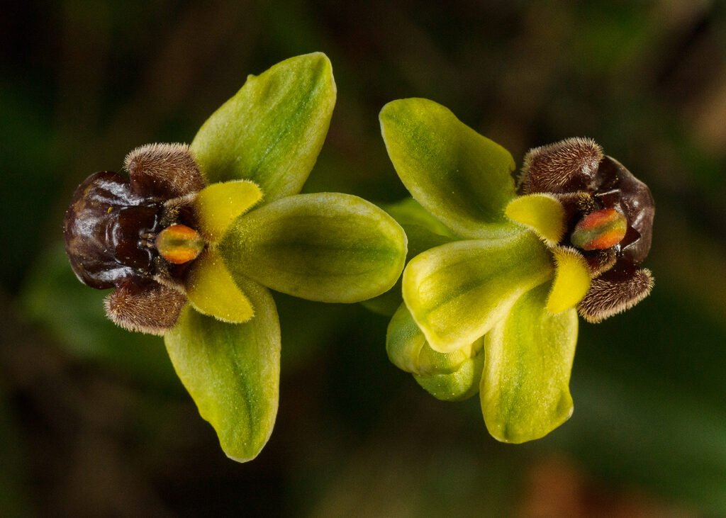 Orquídeas Abejorro