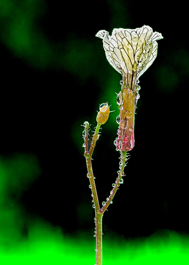 Flor de invierno